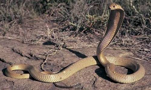 Cobra filippino