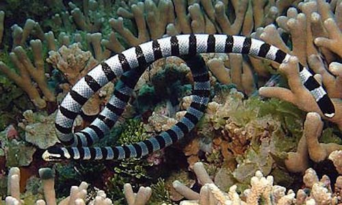 Il serpente marino di belcher