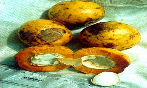 Mango africano