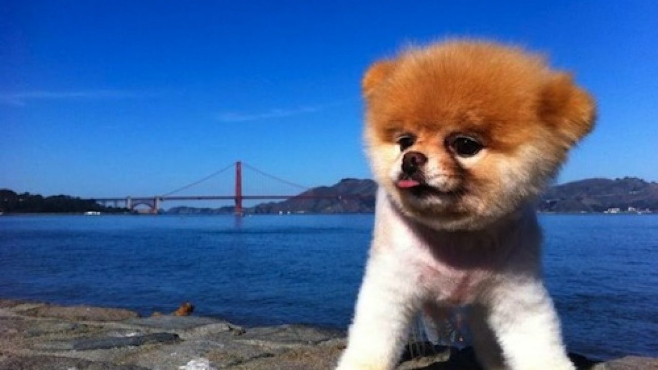 Il Cane Più Bello Del Mondo 2021