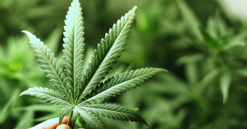 Australia legalizzerà la marijuana per scopi medici