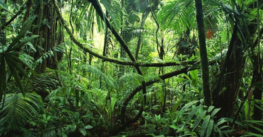 Manuale di soppravivenza nella jungla delle terre rare