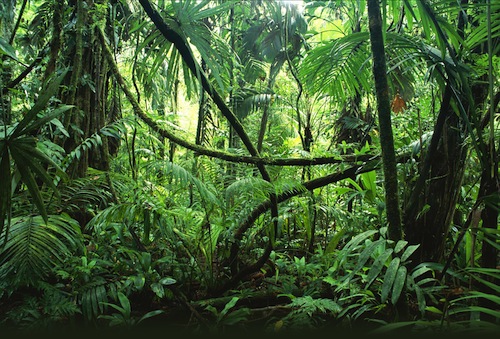 Manuale di soppravivenza nella jungla delle terre rare