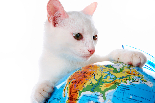 Le popolazioni di gatti più grandi del mondo