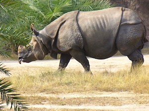 il rinoceronte di giava