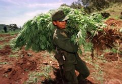 Anche il Messico legalizza la marijuana per uso medico