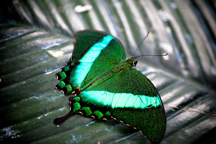 10 tra le farfalle più belle e rare del mondo