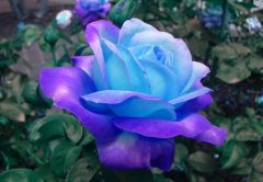Le 10 rose più belle e popolari del mondo