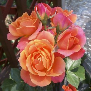 floribunda rosa