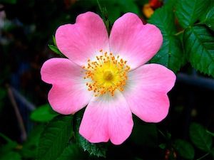 rosa rubiginosa