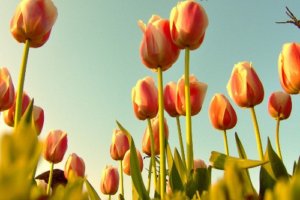 Bulbo de tulipán del siglo 17