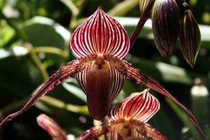 Orchidea d'oro di Kinabalu