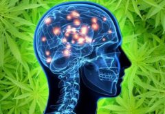 Il composto della marijuana che rimuove la proteina tossica Alzheimer