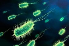 Celle bioniche al posto dei tradizionali pannelli solari?