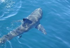 Ci sono davvero gli squali nel Mediterraneo?