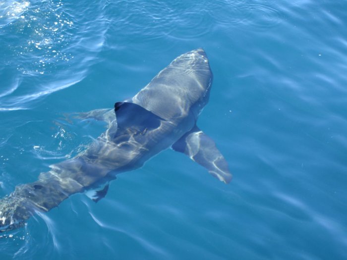 Ci sono davvero gli squali nel Mediterraneo?