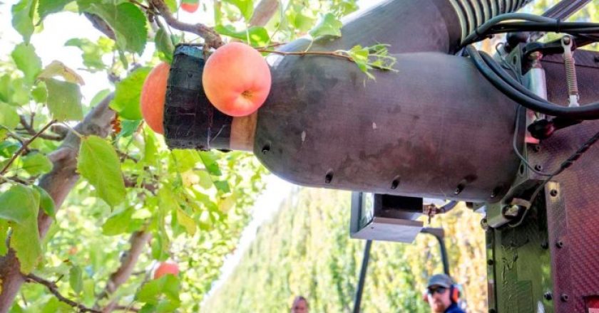 Il robot che raccoglie le mele... delicato e attento come un umano