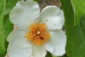 fiore dell'albero di franklin