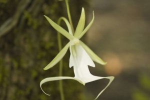 orchidea fantasma