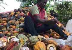 I primi 8 paesi produttori di cacao