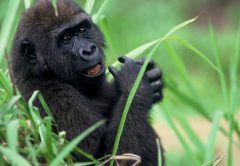 Riciclare i vecchi telefoni per salvare i gorilla dall'estinzione