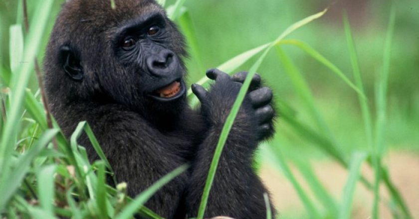 Riciclare i vecchi telefoni per salvare i gorilla dall'estinzione