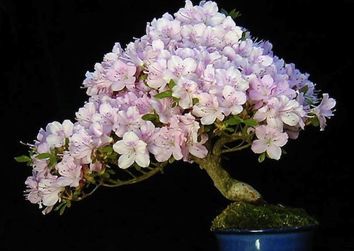 Bonsai en flor de Wolfgang Putz