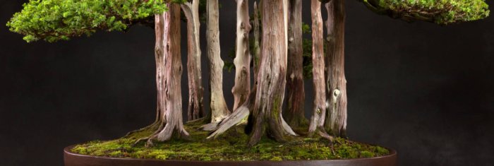 Gli 8 alberi Bonsai più straordinari del mondo