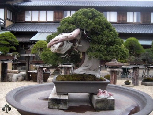 Il Bonsai di Shukaen, in Giappone (di Kunio Kobayashi)