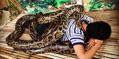 il massaggio dei serpenti