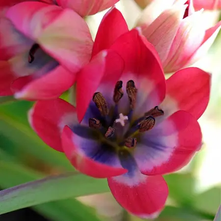 Tulip pequeña belleza