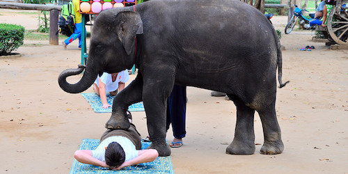 massaggio dell'elefante