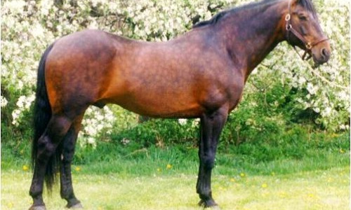cavallo cleveland bay