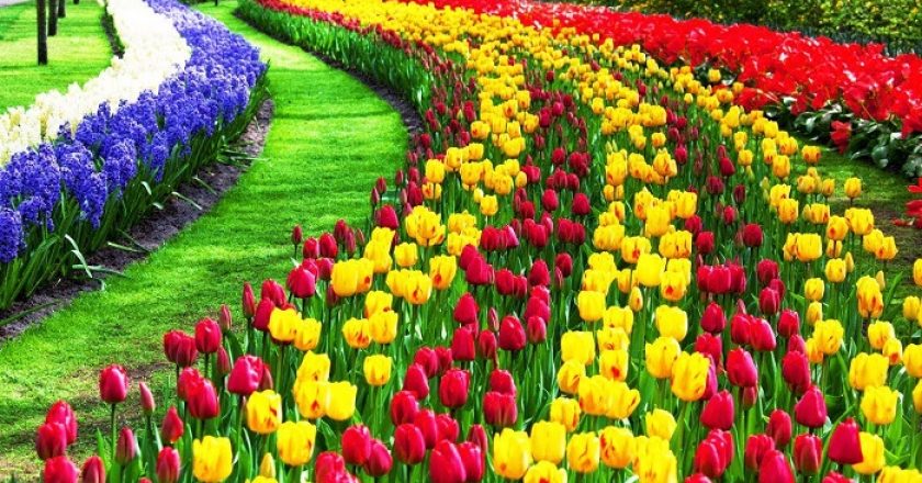 I 10 tulipani più belli del mondo