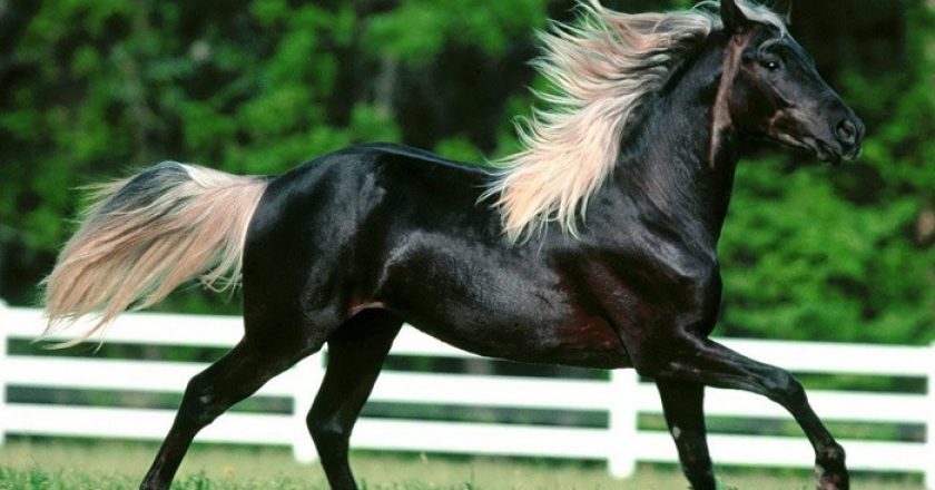 Le 10 razze di cavalli più rare del mondo