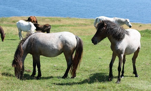 Pony di Terranova