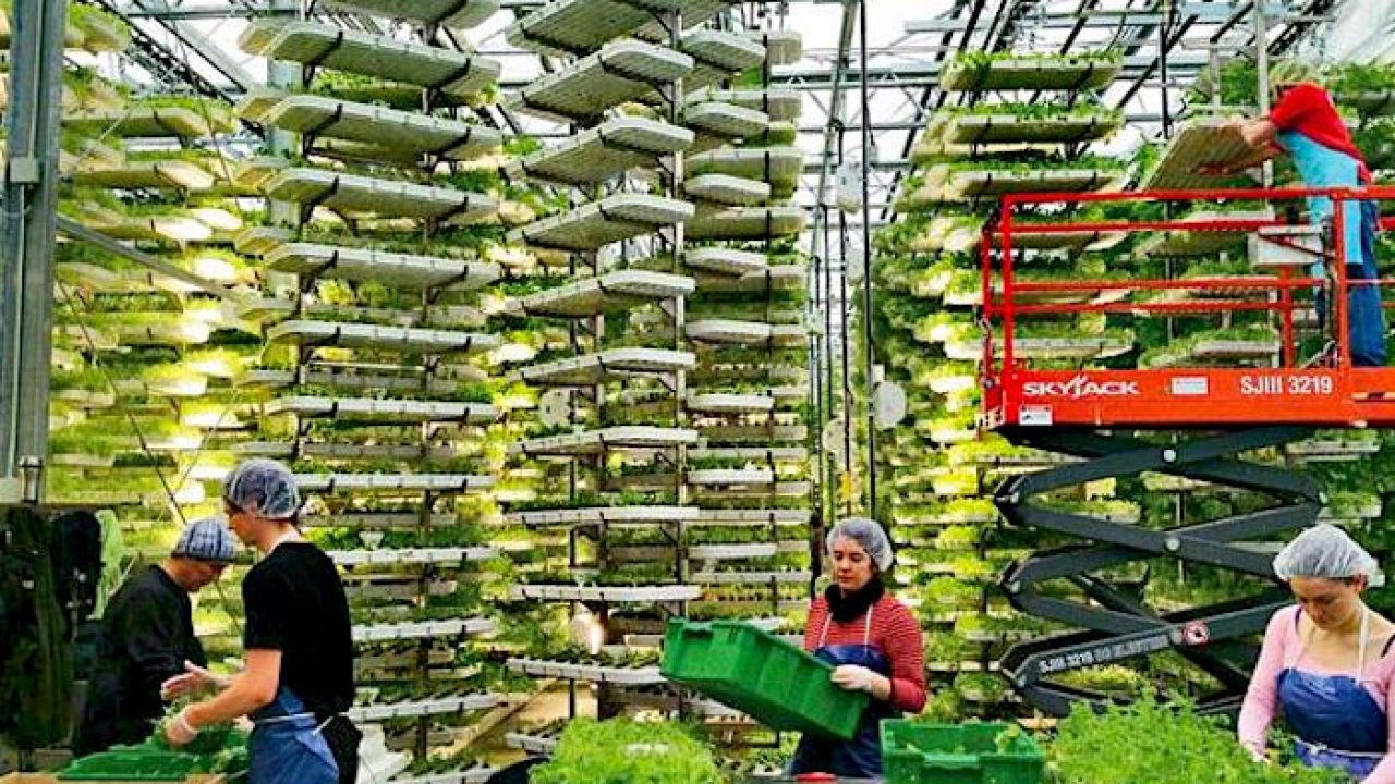 Un Idea Semplice Ma Rivoluzionaria L Agricoltura Verticale Metalli Rari