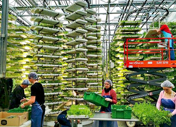 Un'idea semplice ma rivoluzionaria: l'agricoltura verticale