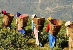 I 10 maggiori paesi produttori di tè del mondo