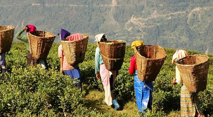 I 10 maggiori paesi produttori di tè del mondo