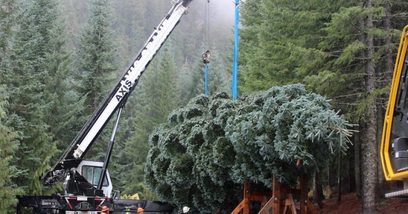Feste selvagge e impatto ambientale degli alberi di Natale