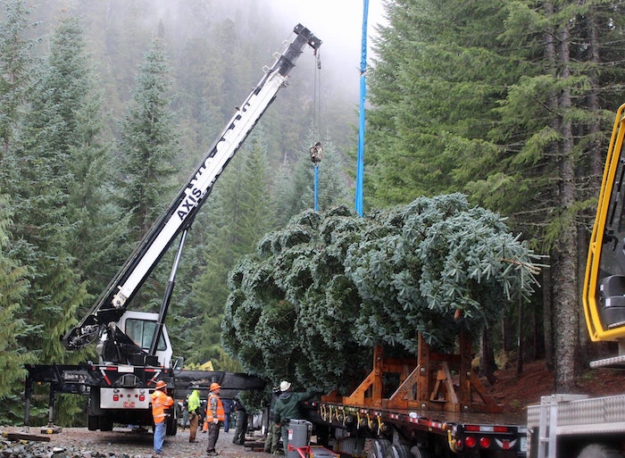 Feste selvagge e impatto ambientale degli alberi di Natale