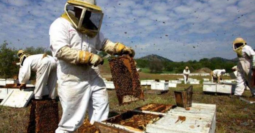 I 10 più importanti paesi produttori di miele al mondo