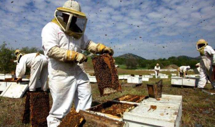 I 10 più importanti paesi produttori di miele al mondo
