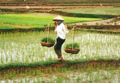 I 10 più grandi paesi produttori di riso del mondo