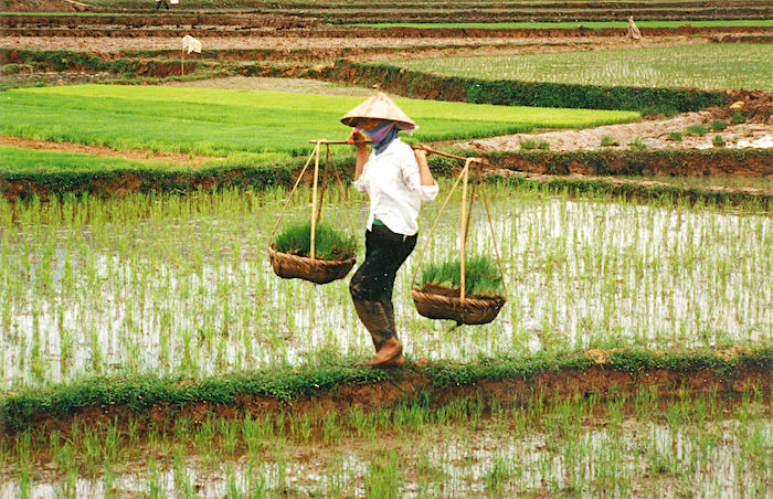 I 10 più grandi paesi produttori di riso del mondo