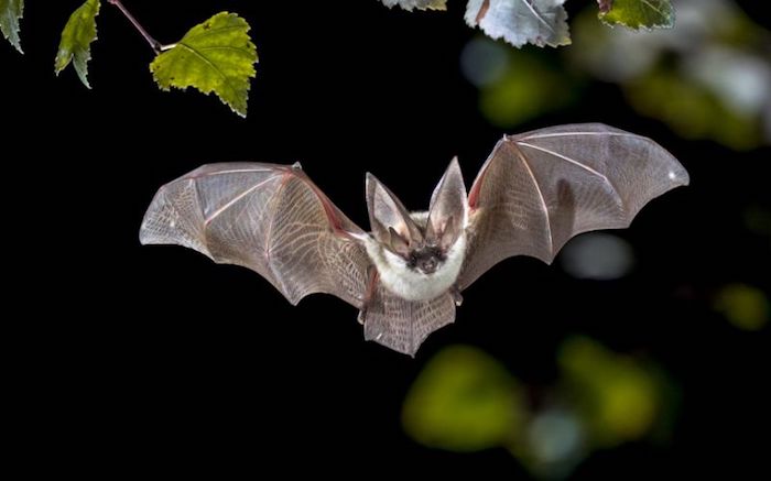 Perché virus (e coronavirus) dei pipistrelli, sono così mortali?