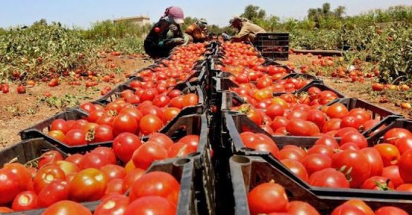I primi 10 paesi produttori di pomodori del mondo
