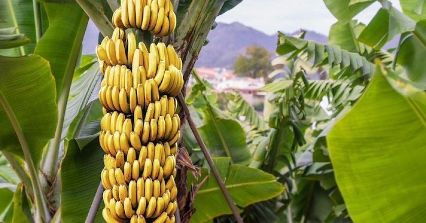 I 10 maggiori produttori di banane del mondo