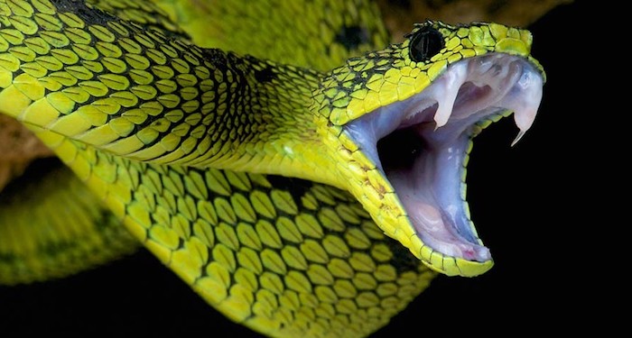 I 10 serpenti più velenosi che esistono al mondo